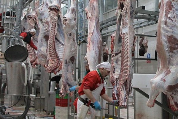 KASAPLIK EĞİTİMİ